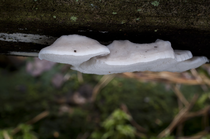 Oligoporus tephroleucus